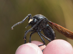 Pronomopsis chalybea
