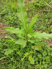Rumex japonicus