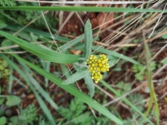 Pseudognaphalium affine