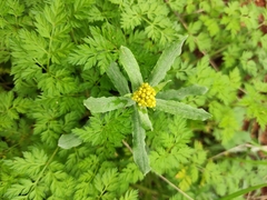 Pseudognaphalium affine