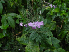 Pachystachys dubiosa