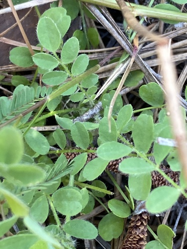 Bearded Milkvetch (Astragalus villosus)