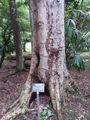 Parkia speciosa