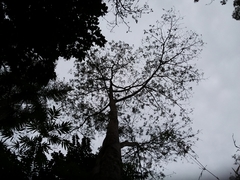 Parkia speciosa