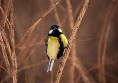 Parus major
