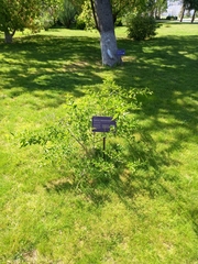 Maclura tricuspidata