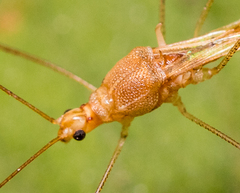 Pneustocerus gravelyi