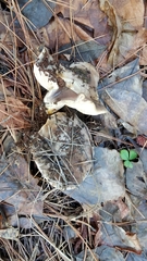 Lactarius argillaceifolius megacarpus