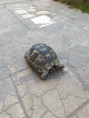Testudo graeca