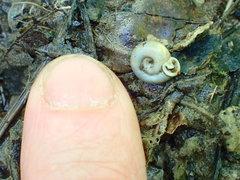 Daedalochila