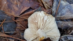 Lactarius argillaceifolius megacarpus