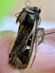 Proteuxoa epiplecta