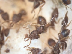 Strumigenys louisianae