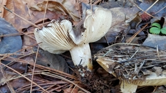 Lactarius argillaceifolius megacarpus