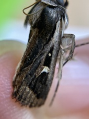 Proteuxoa epiplecta