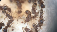 Strumigenys louisianae