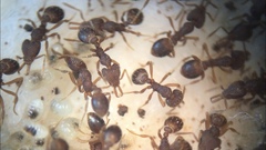 Strumigenys louisianae