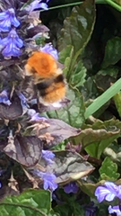 Bombus pascuorum