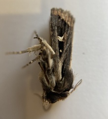 Proteuxoa epiplecta