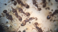 Strumigenys louisianae