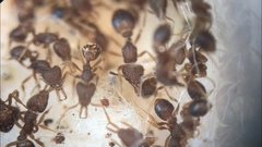 Strumigenys louisianae