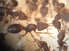 Strumigenys louisianae