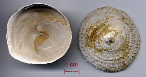 Chinese hat snail