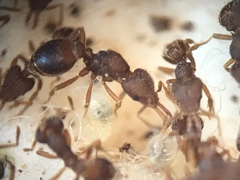 Strumigenys louisianae