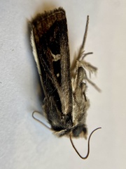Proteuxoa epiplecta