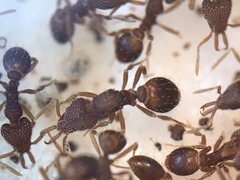 Strumigenys louisianae