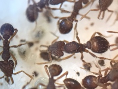 Strumigenys louisianae