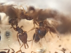 Strumigenys louisianae