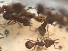 Strumigenys louisianae