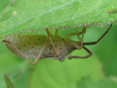 Homoeocerus dilatatus