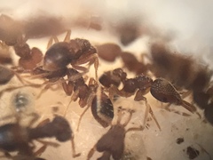 Strumigenys louisianae