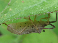 Homoeocerus dilatatus