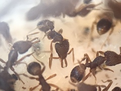 Strumigenys louisianae