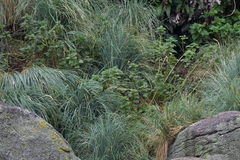 Urtica australis