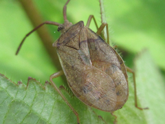 Homoeocerus dilatatus