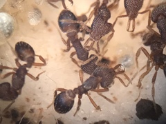 Strumigenys louisianae