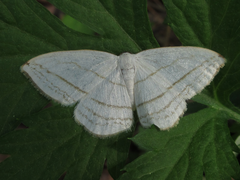 Ditrigona conflexaria