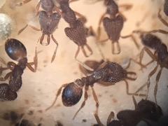 Strumigenys louisianae