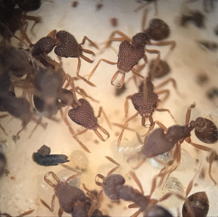 Louisiana Pygmy Snapping Ant