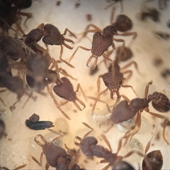 Strumigenys louisianae