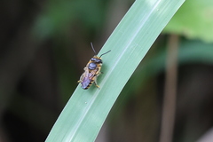 Megachile conjuncta