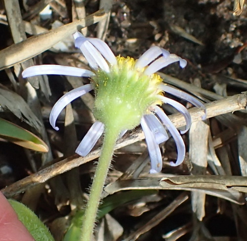 Image of Felicia amoena by (c) Nicola van Berkel, some rights reserved (CC BY-SA)