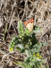 Pyrausta semirubralis