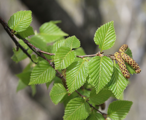 Betula lanata