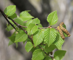 Betula lanata