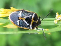 Eurydema gebleri